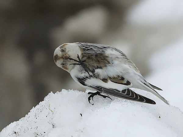 Pulmunen, Snow Bunting, Plectrophenax nivalis